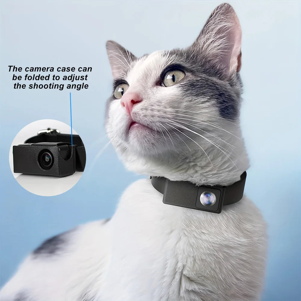 Gray-and-white cat wearing the adjustable WhiskerView collar camera