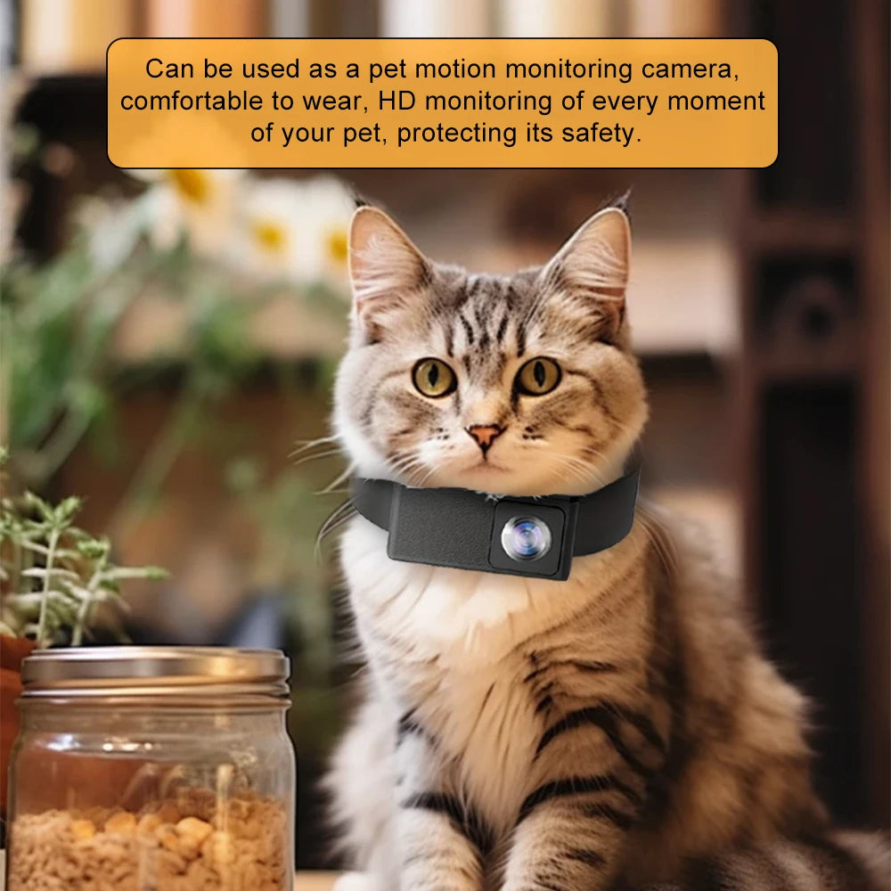Tabby cat wearing the WhiskerView collar camera at home